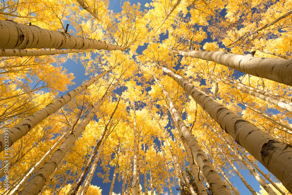 Aspen Grove