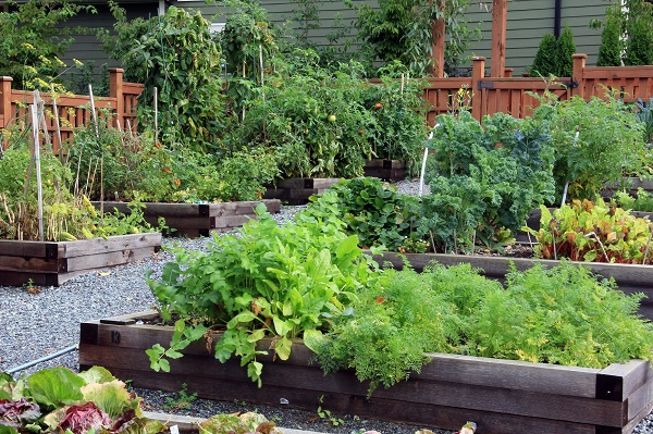 Vegetable Garden
